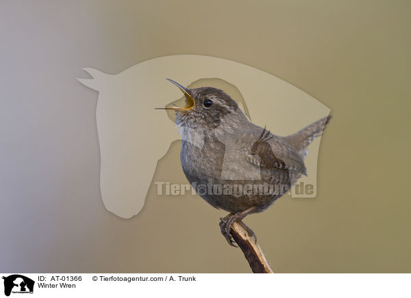 Zaunknig / Winter Wren / AT-01366