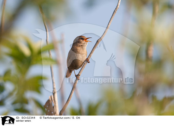 Zaunknig / winter wren / SO-02344