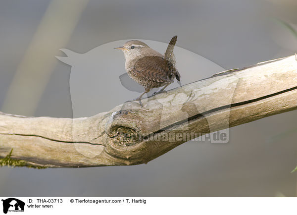 Zaunknig / winter wren / THA-03713