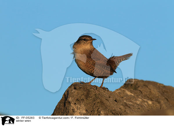Zaunknig / winter wren / FF-05283