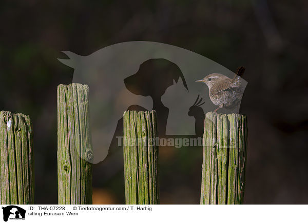 sitzender Zaunknig / sitting Eurasian Wren / THA-07228