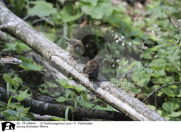 junge Zaunknige / young Eurasian Wrens / FF-09944