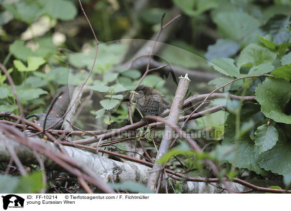 young Eurasian Wren / FF-10214