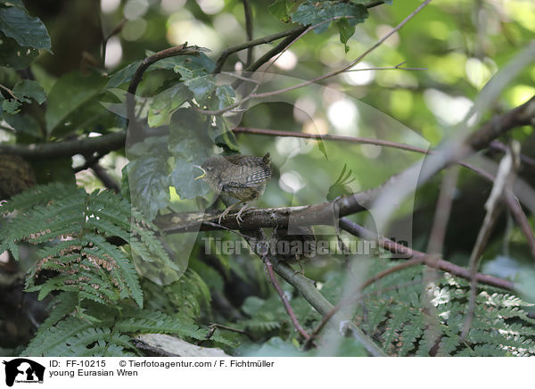 young Eurasian Wren / FF-10215