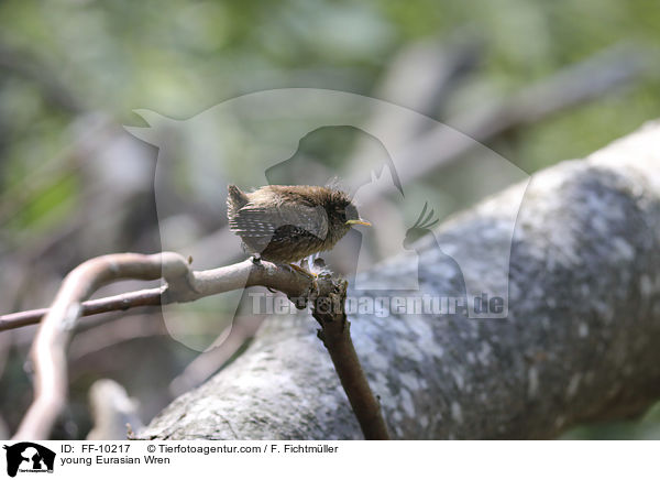 junger Zaunknig / young Eurasian Wren / FF-10217