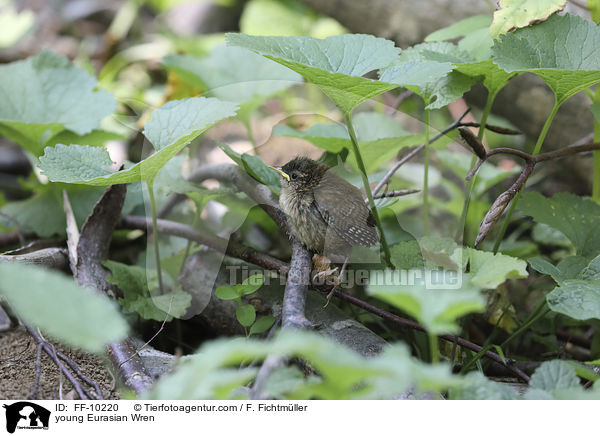 junger Zaunknig / young Eurasian Wren / FF-10220