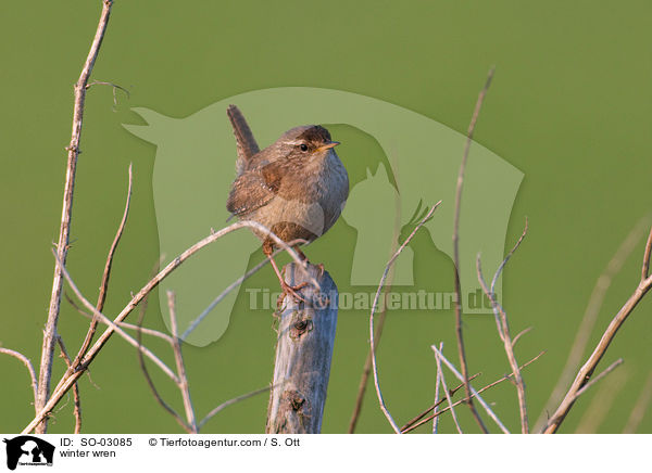 Zaunknig / winter wren / SO-03085