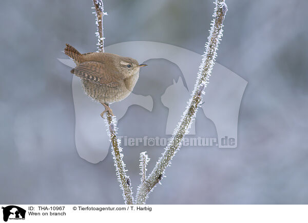 Zaunknig auf Zweig / Wren on branch / THA-10967
