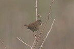 winter wren