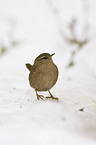 winter wren