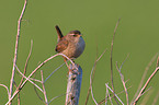 winter wren