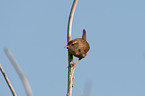 winter wren