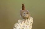 winter wren