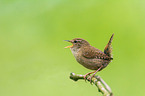 winter wren