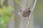 winter wren