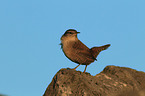 winter wren