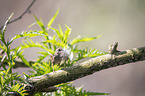 winter wren