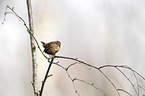 winter wren