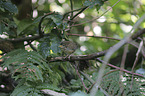 young Eurasian Wren