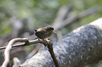 young Eurasian Wren