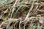 winter wren