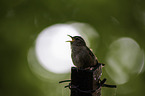 winter wren