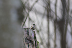 winter wren