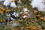 winter wren