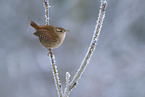 Wren on branch