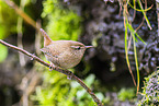 Eurasian wren