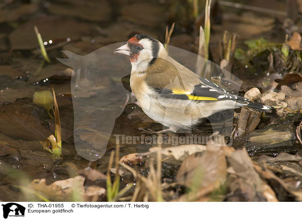 European goldfinch / THA-01955