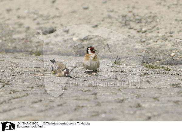 Stieglitze / European goldfinch / THA-01956