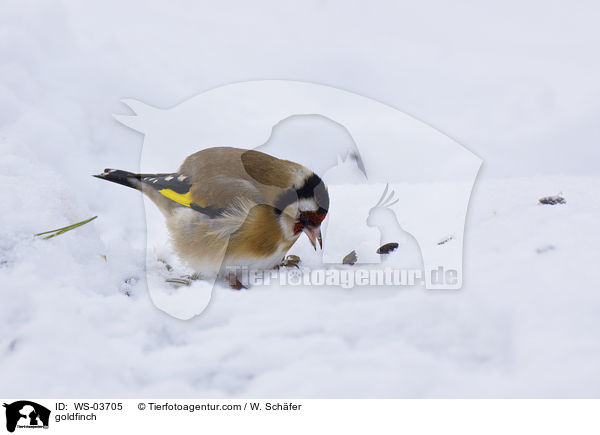 goldfinch / WS-03705