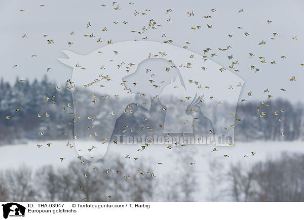 Stieglitze / European goldfinchs / THA-03947