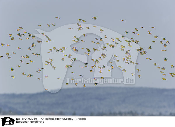 Stieglitze / European goldfinchs / THA-03950