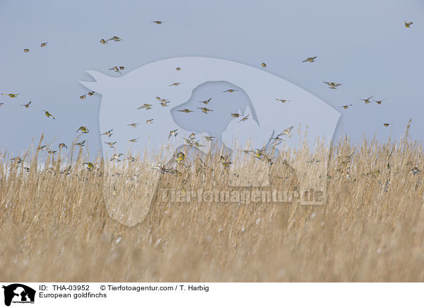 Stieglitze / European goldfinchs / THA-03952
