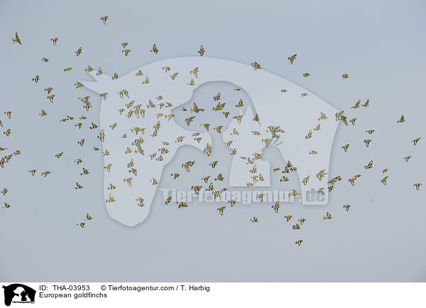 Stieglitze / European goldfinchs / THA-03953