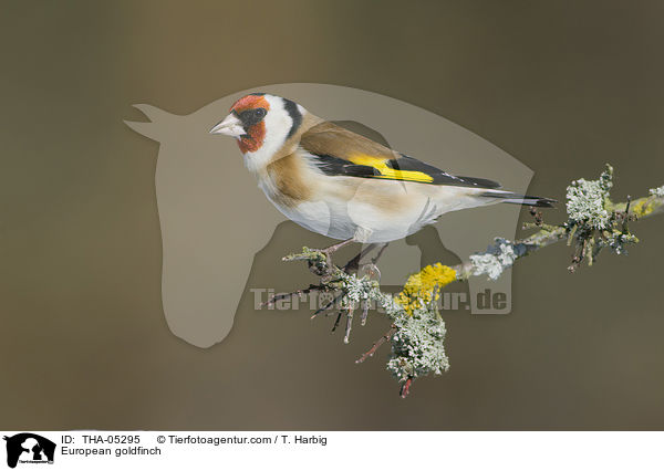 Stieglitz / European goldfinch / THA-05295