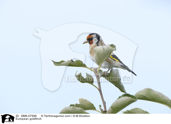 European goldfinch / DMS-07996