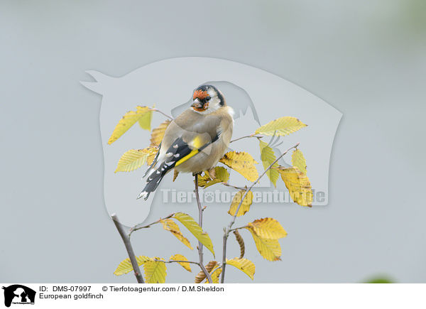 Stieglitz / European goldfinch / DMS-07997
