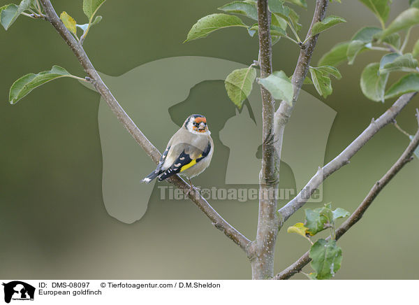 European goldfinch / DMS-08097