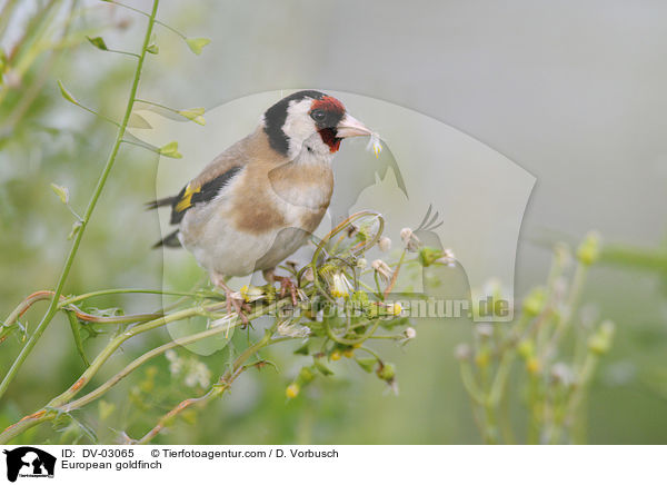 European goldfinch / DV-03065