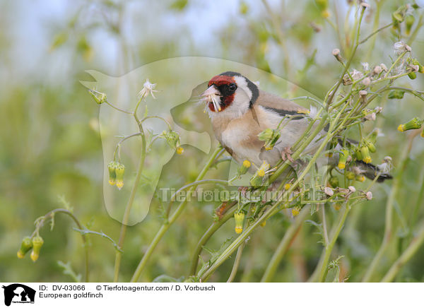 European goldfinch / DV-03066