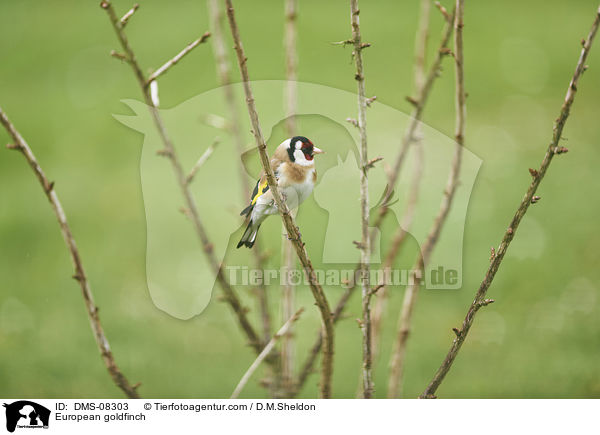 Stieglitz / European goldfinch / DMS-08303