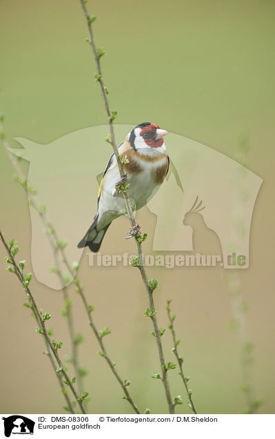 European goldfinch / DMS-08306