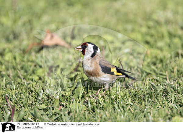 Stieglitz / European goldfinch / MBS-16173