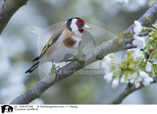European goldfinch / THA-07786