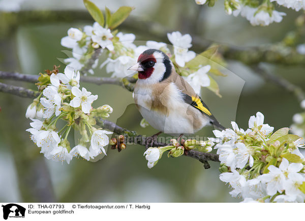 European goldfinch / THA-07793