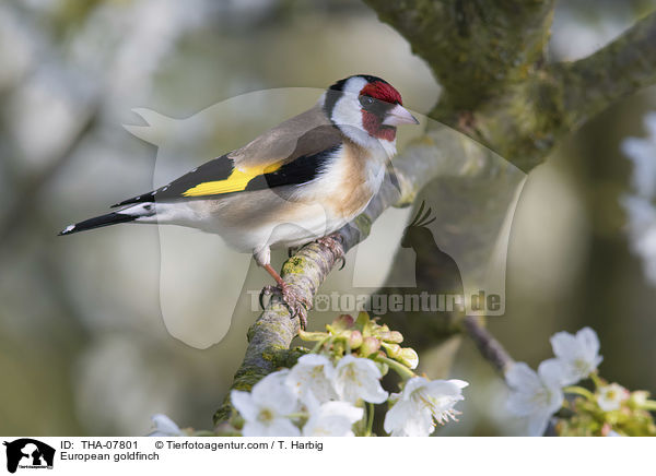Stieglitz / European goldfinch / THA-07801