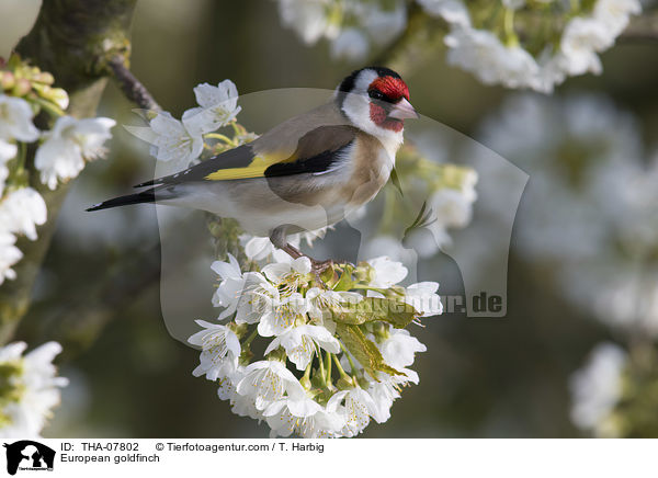 European goldfinch / THA-07802